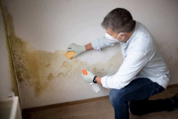 Best Mold Removal for HVAC Installations  in Union City, GA