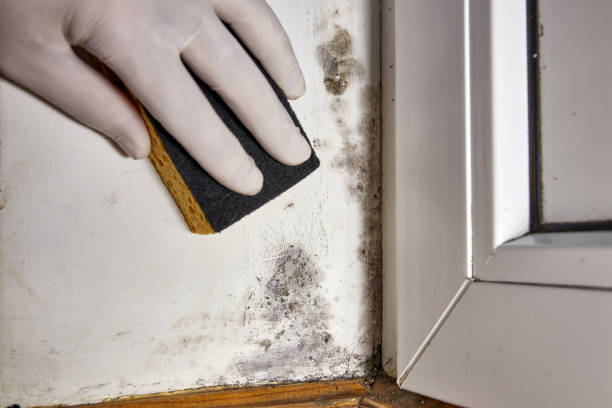 Best Commercial Mold Inspection  in Union City, GA